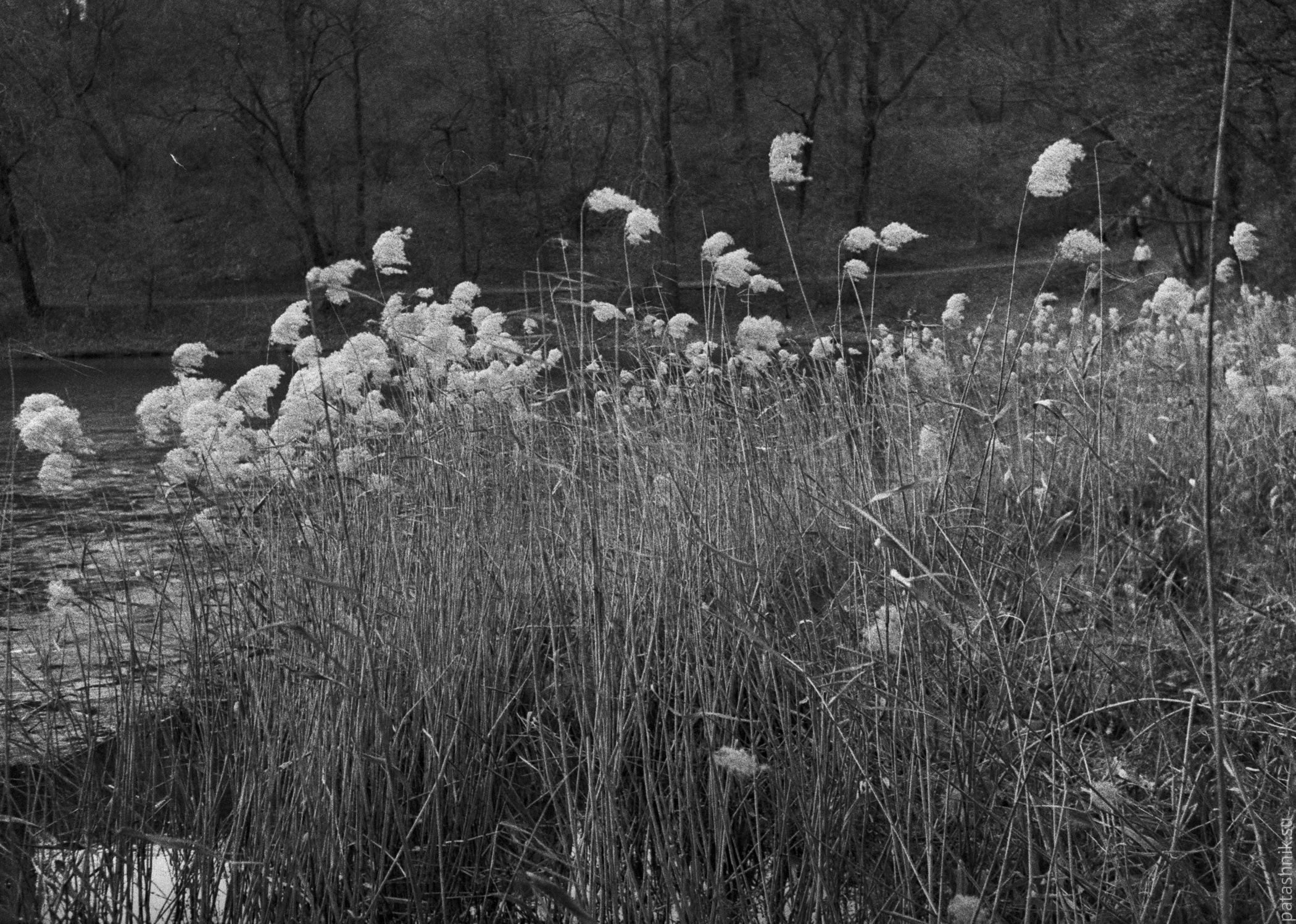 Common reed on a pond bank