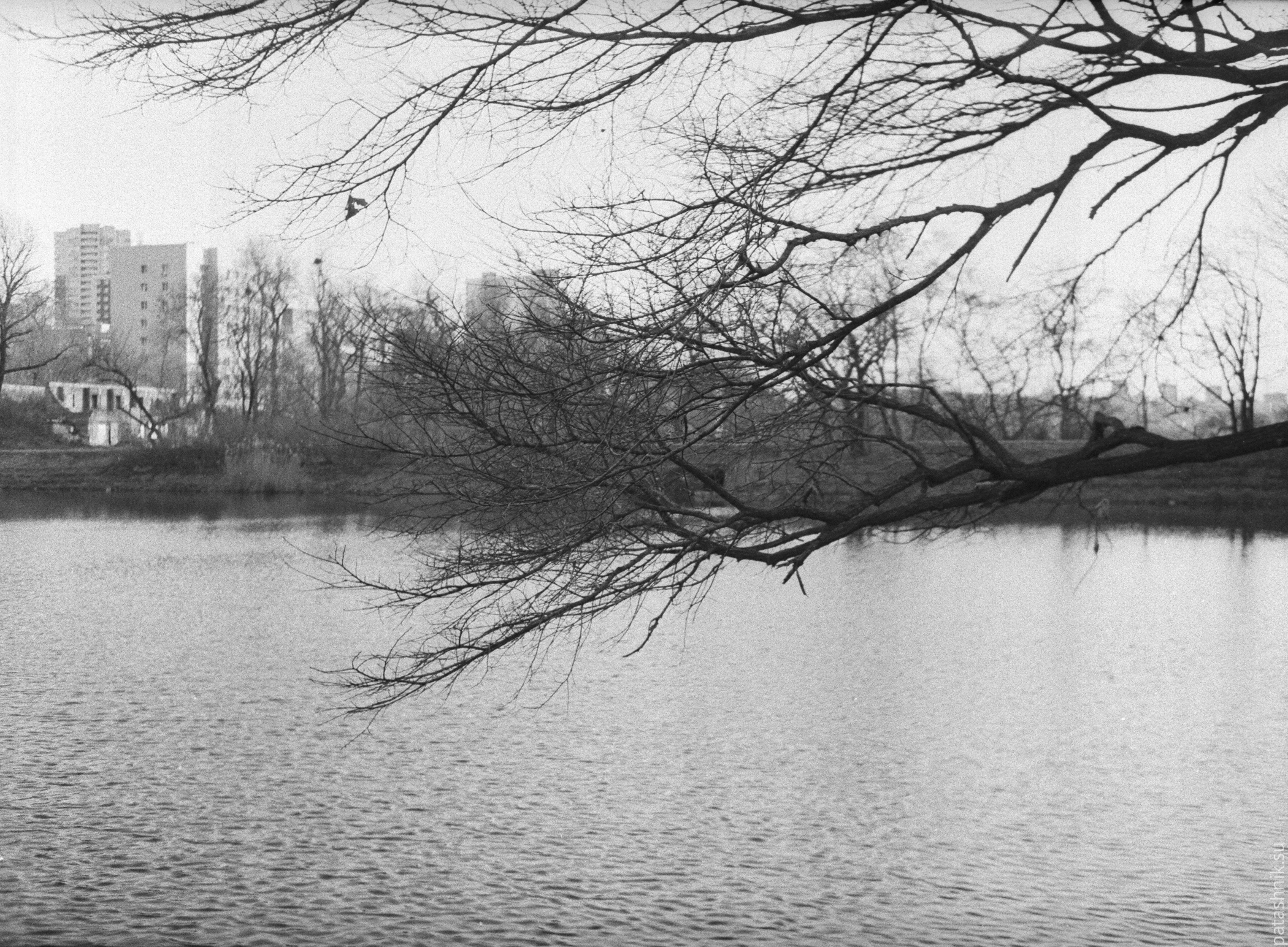 Tree branches hanging over a pond
